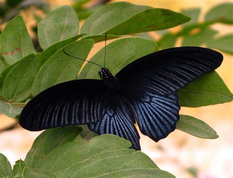 mariposa preta